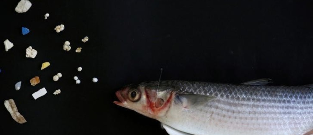 Sicurezza alimentare e HACCP - MICROPLASTICHE E NANOPLASTICHE NEGLI ALIMENTI Sicurezza alimentare e HACCP - MICROPLASTICHE E NANOPLASTICHE NEGLI ALIMENTI